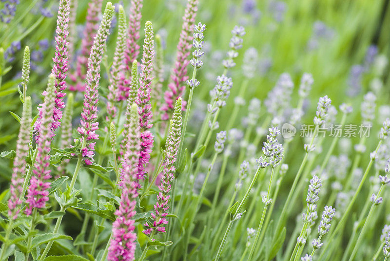 Speedwell (Veronica spicata) &薰衣草――二世